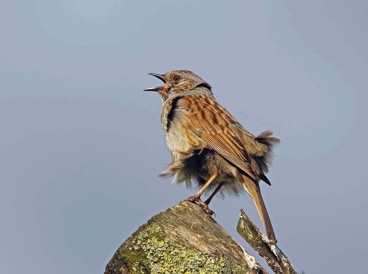 Rückenwind - Heckenbraunelle (Prunella modularis)