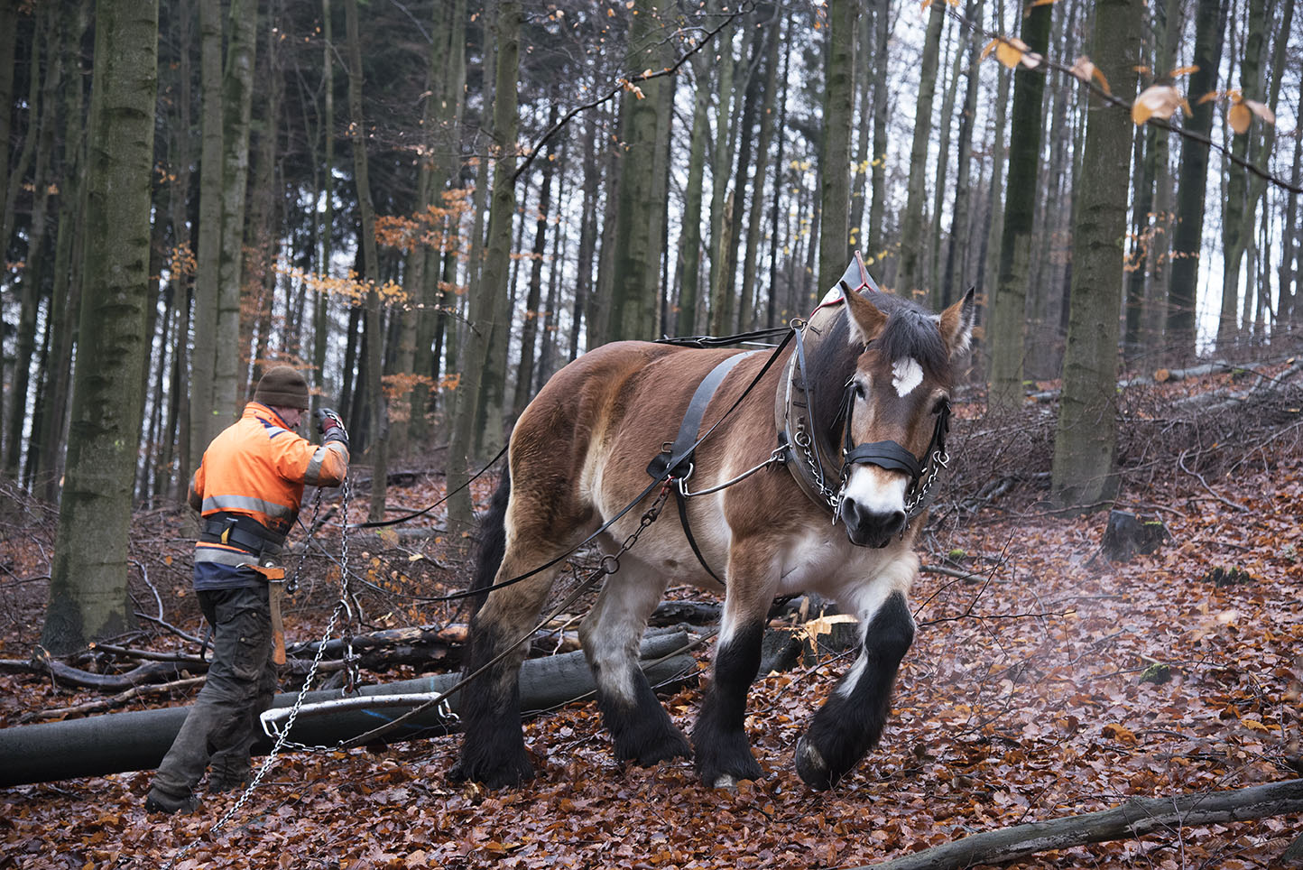 Rückepferd Elli