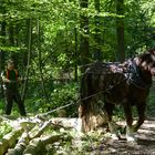 Rückepferd im Wolfsburger Stadtwald (2)