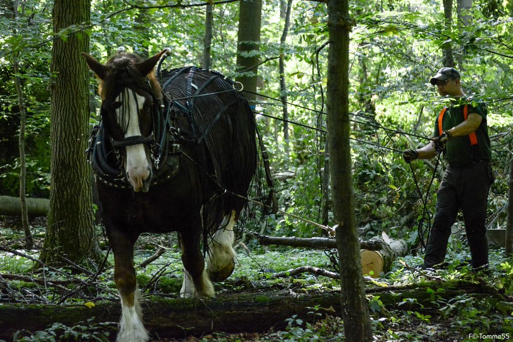 Rückepferd im Wolfsburger Wald (1)