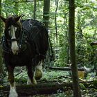 Rückepferd im Wolfsburger Wald (1)