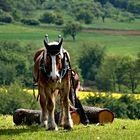 Rückepferd in der Wetterau