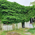 Rückeroberung durch die Natur