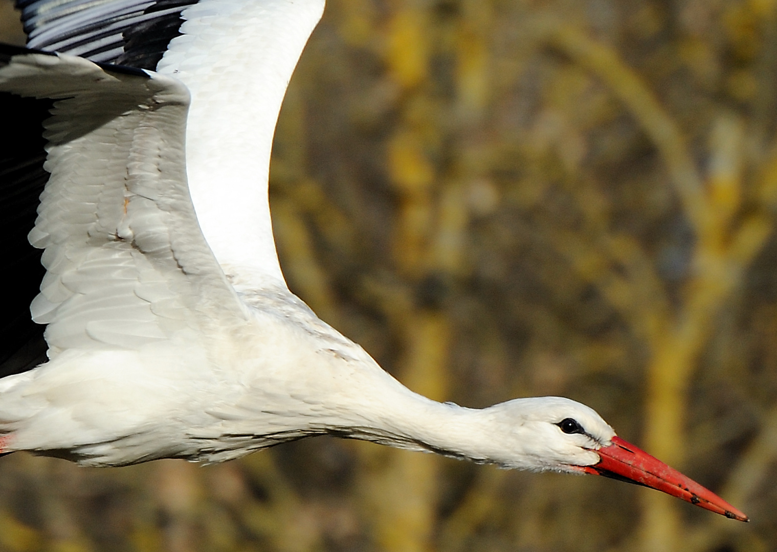 Rückflug