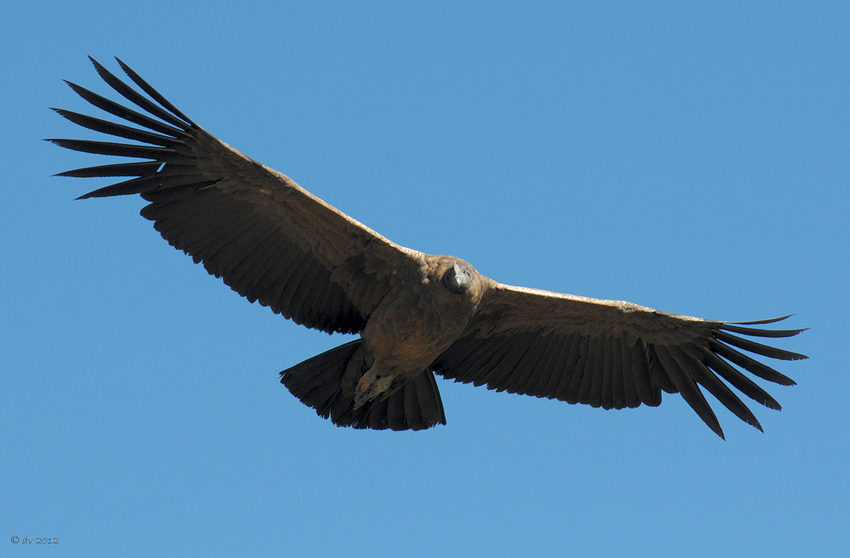 Rückflug