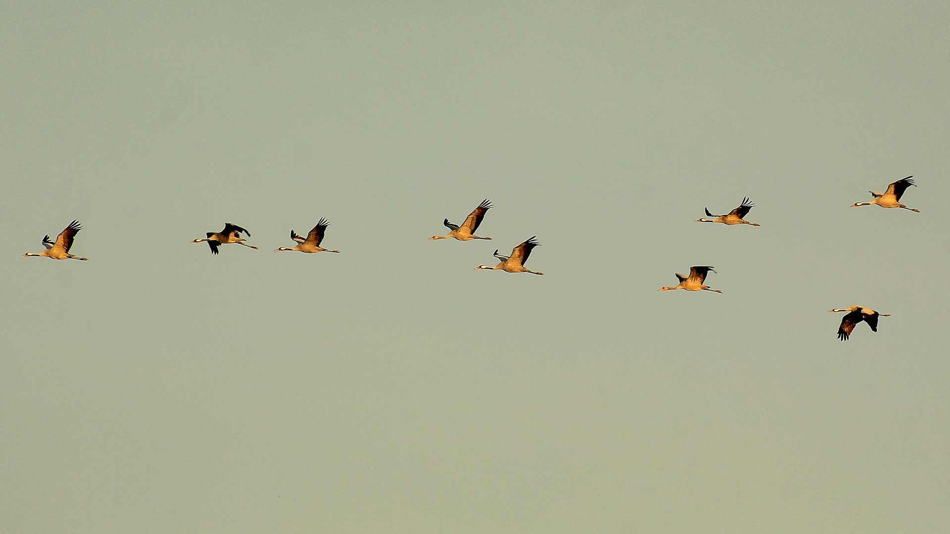 Rückflug im Abendlicht