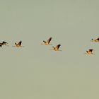 Rückflug im Abendlicht