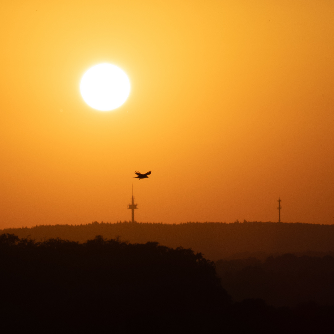 Rückflug in der Abendsonne