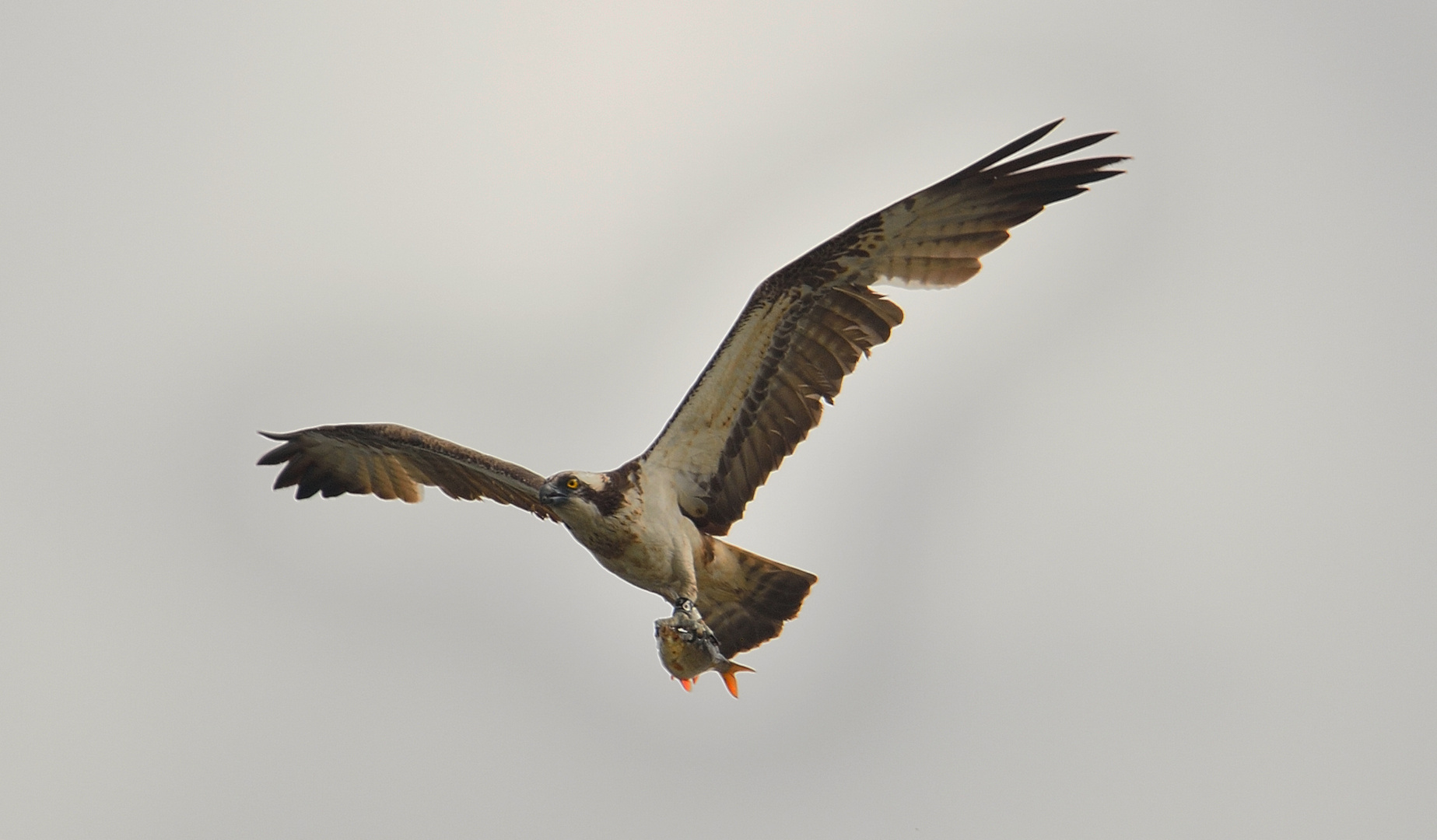 Rückflug nach Greiferfolg