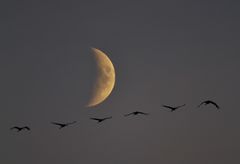 Rückflug vom Mond