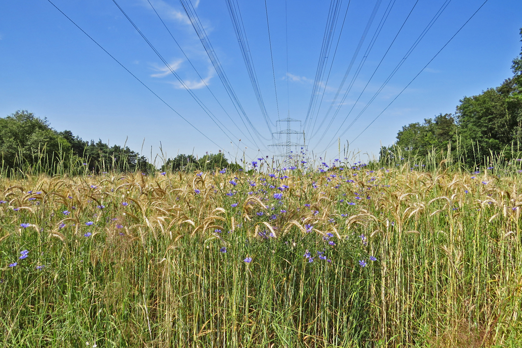 Rückkehr der Kornblume.