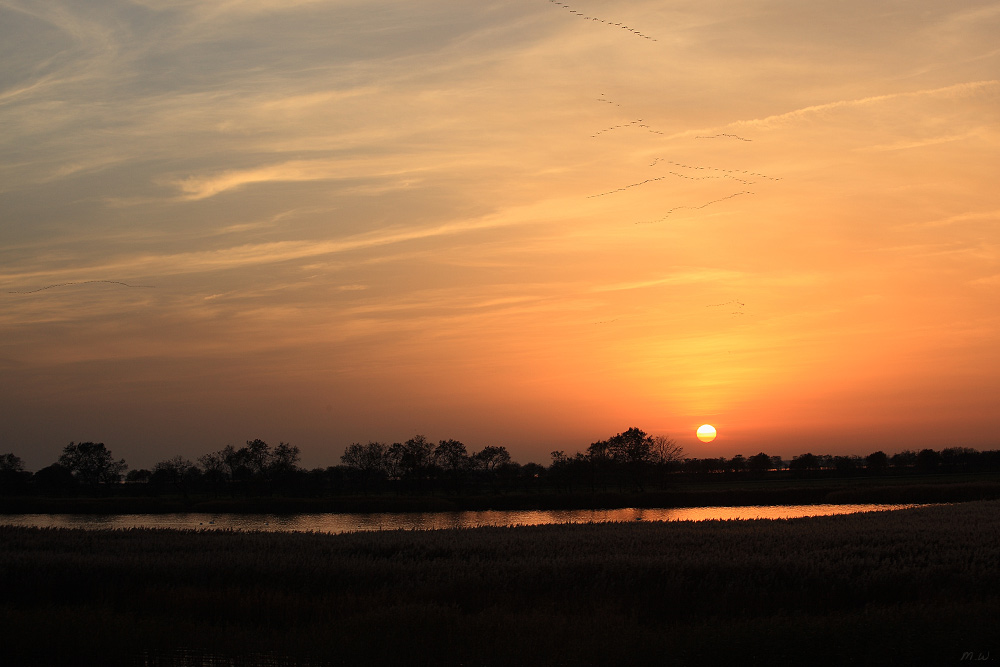 Rückkehr der Kraniche am Bodden