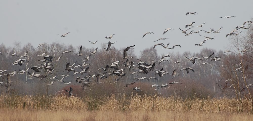 Rückkehr der Kraniche im Großen Torfmoor/NRW