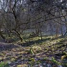 Rückkehr der Natur