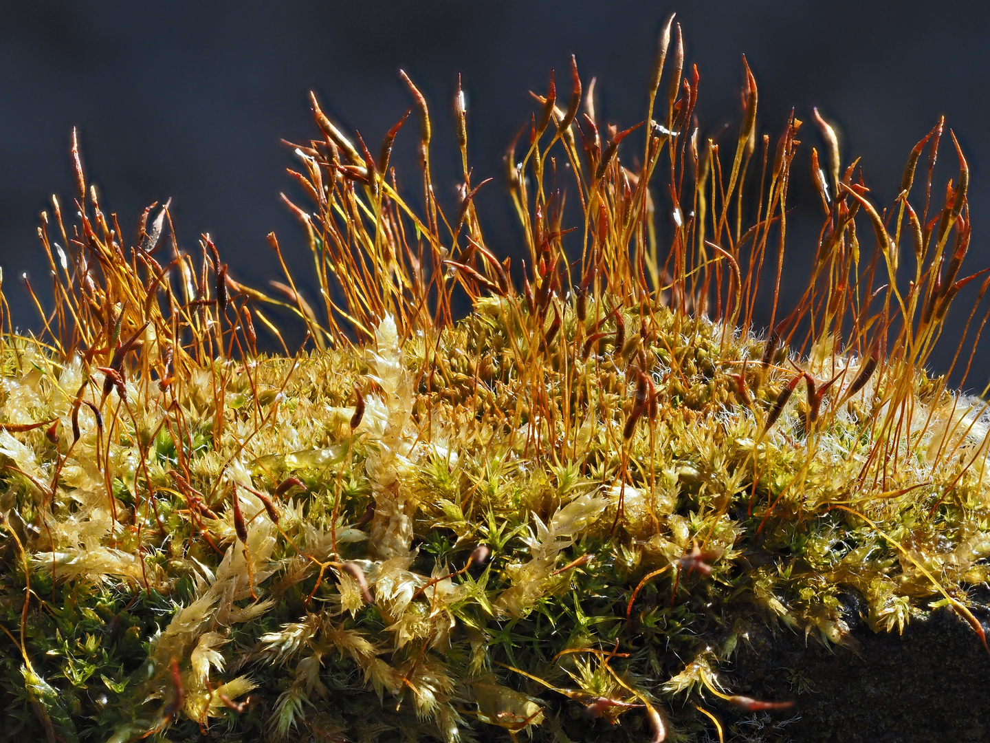 Rückkehr der Natur