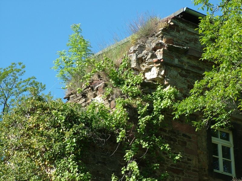 Rückkehr der Natur