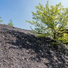 Rückkehr der Natur auf der Halde Göttelborn