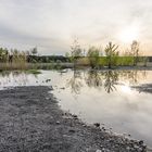 Rückkehr der Natur auf der Halde Lydia Camphausen