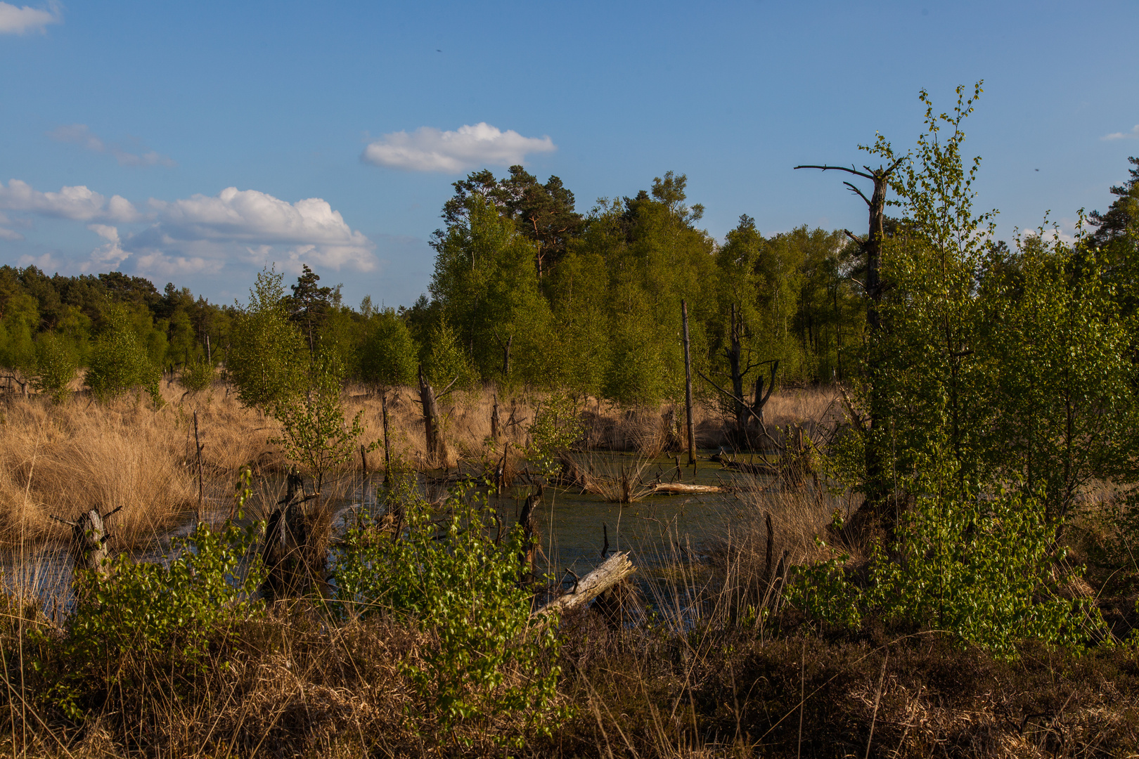 Rückkehr der Natur