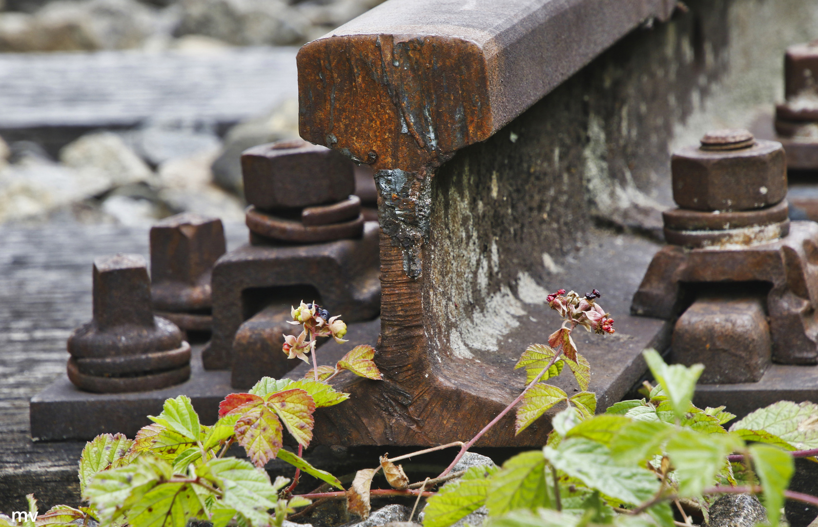 Rückkehr der Natur