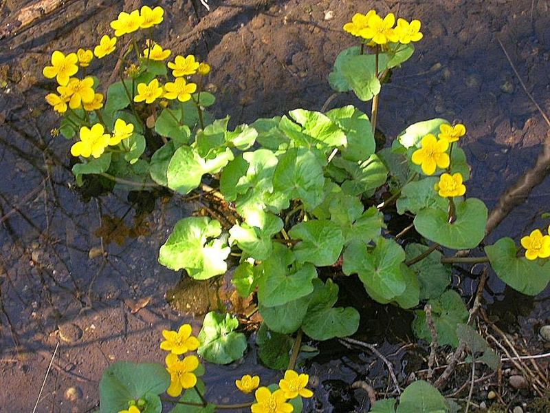 Rückkehr der Natur im Frühling