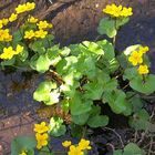 Rückkehr der Natur im Frühling