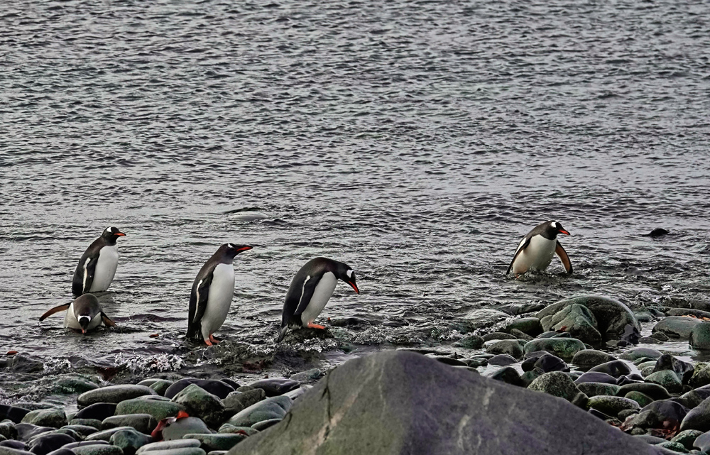 Rückkehr der Pinguine von der Futtersuche