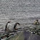 Rückkehr der Pinguine von der Futtersuche