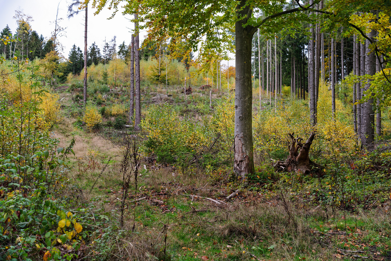 Rückkehr der Vielfalt