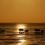 Rückkehr der Wattwagen bei Sonnenuntergang