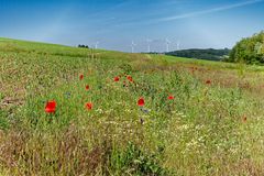 Rückkehr der wilden Gräser und Blumen