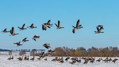 RÜCKKEHR DER ZUGVÖGEL  (2)