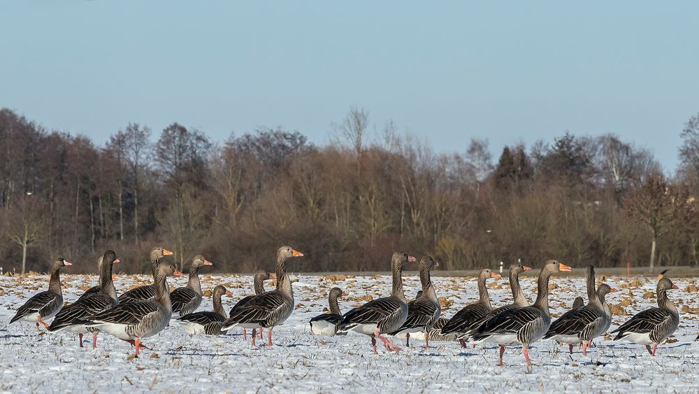 RÜCKKEHR der ZUGVÖGEL