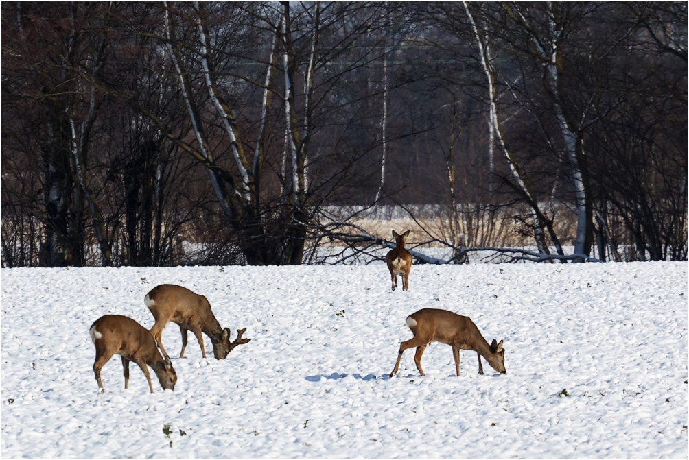 Rückkehr des Winters