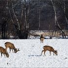 Rückkehr des Winters