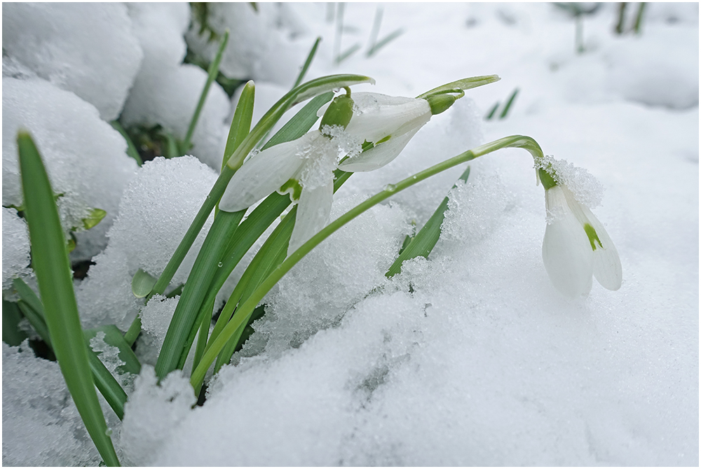 Rückkehr des Winters heute früh (29. März 2018) . . .