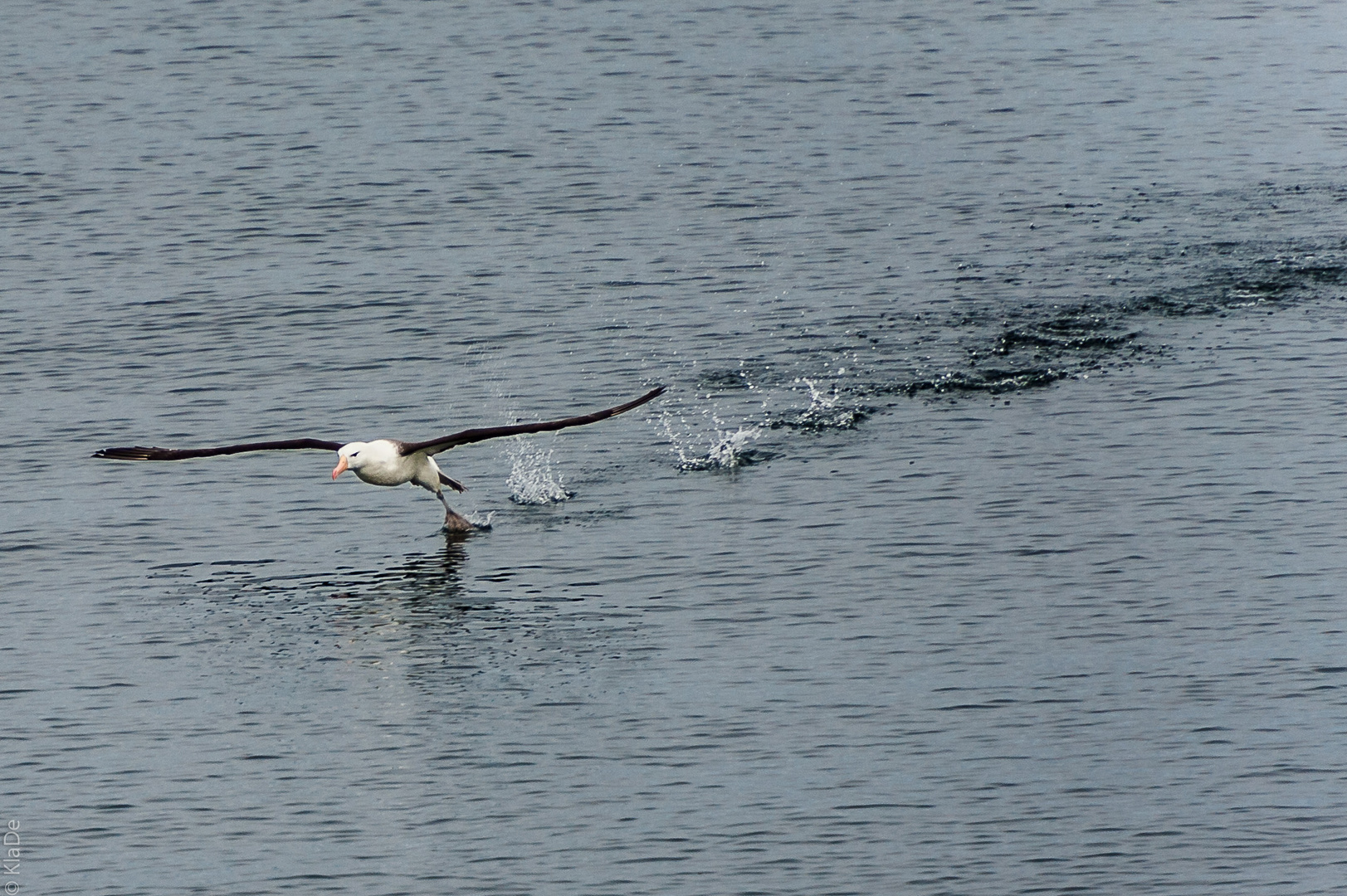 Rückkehr im Beagle Kanal