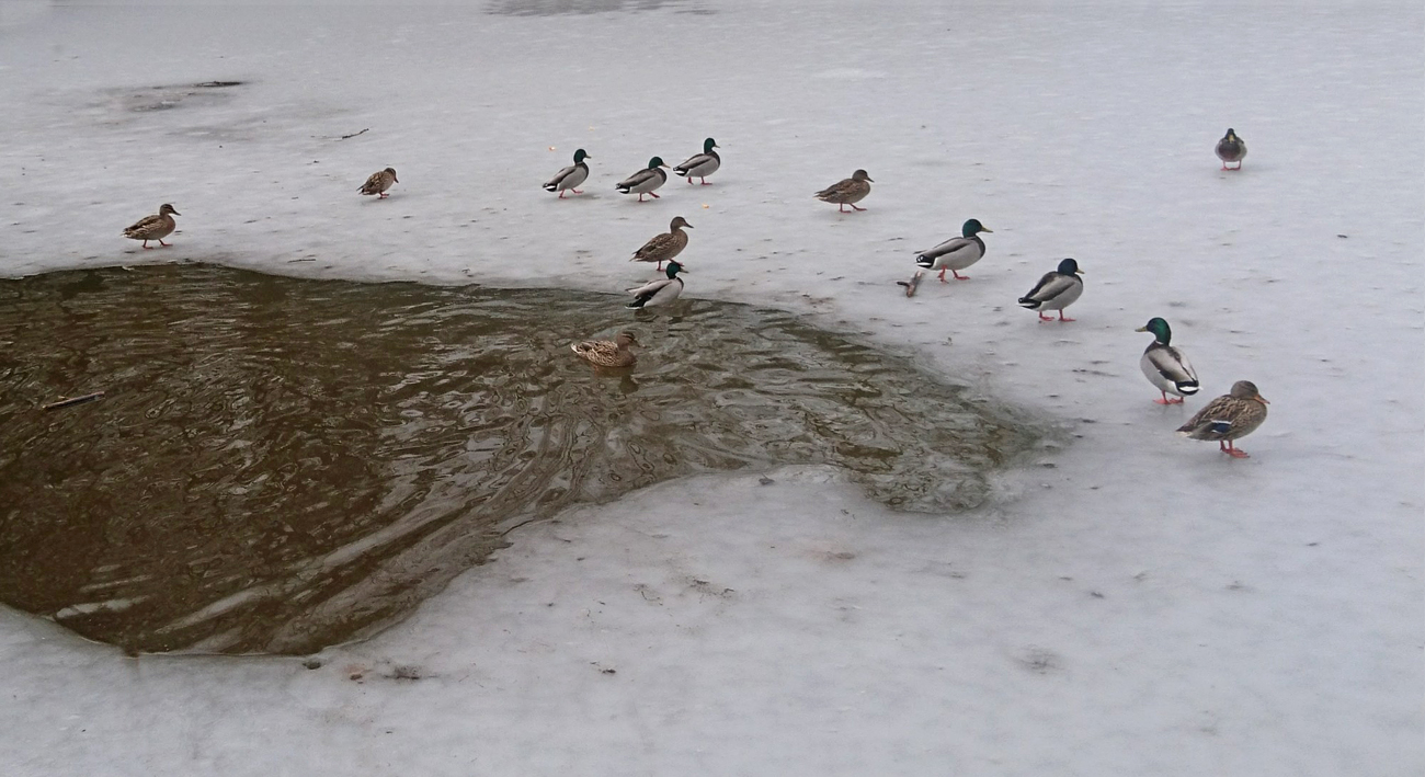 Rückkehr vom Eisbad