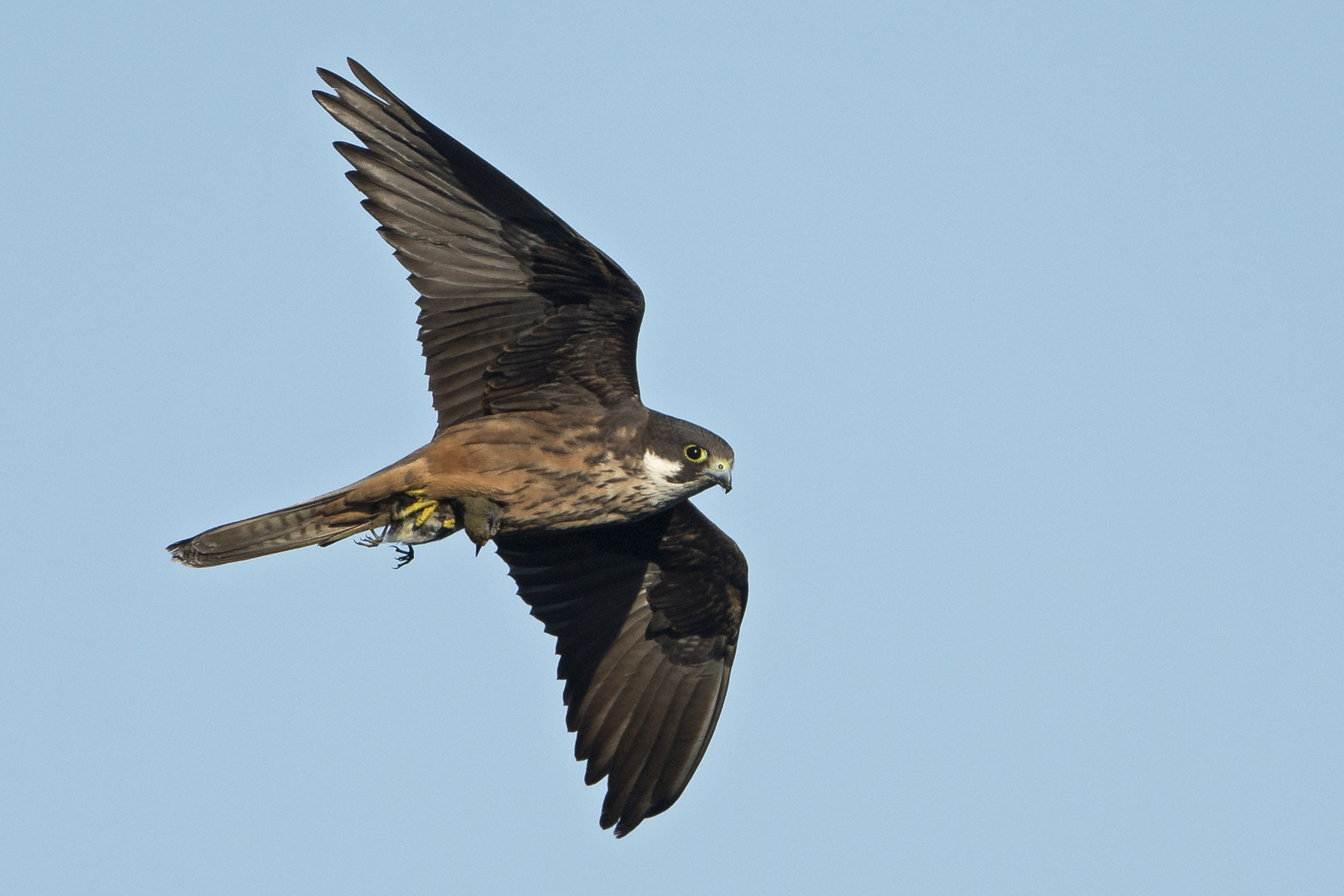 Rückkehr vom Jagdflug