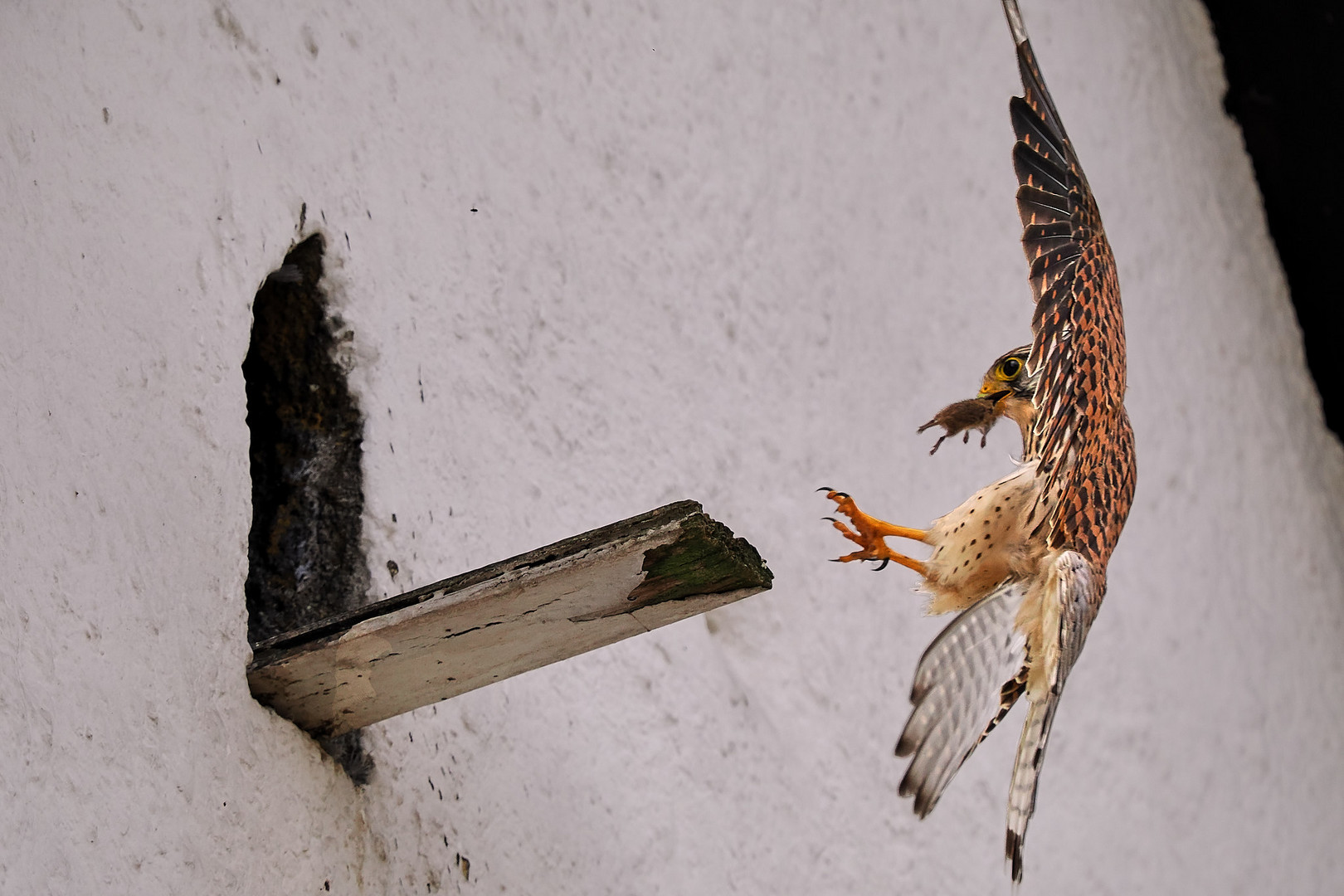 Rückkehr von der Jagd ...