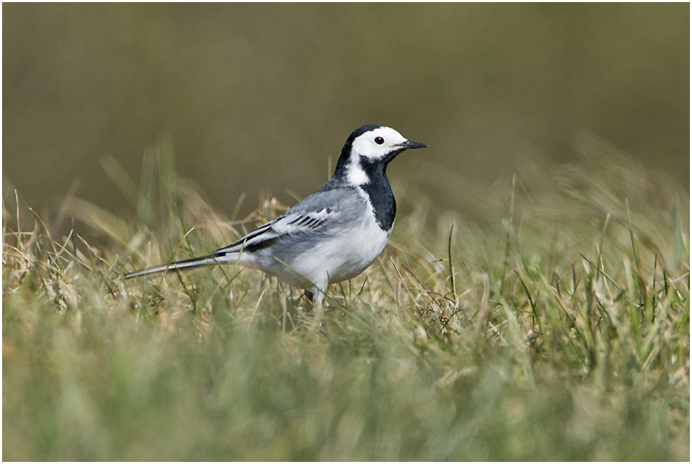 Rückkehrer aus dem Winterquatier (1) - Die Bachstelze (Motacilla alba)