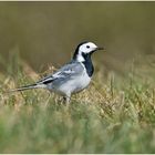 Rückkehrer aus dem Winterquatier (1) - Die Bachstelze (Motacilla alba)