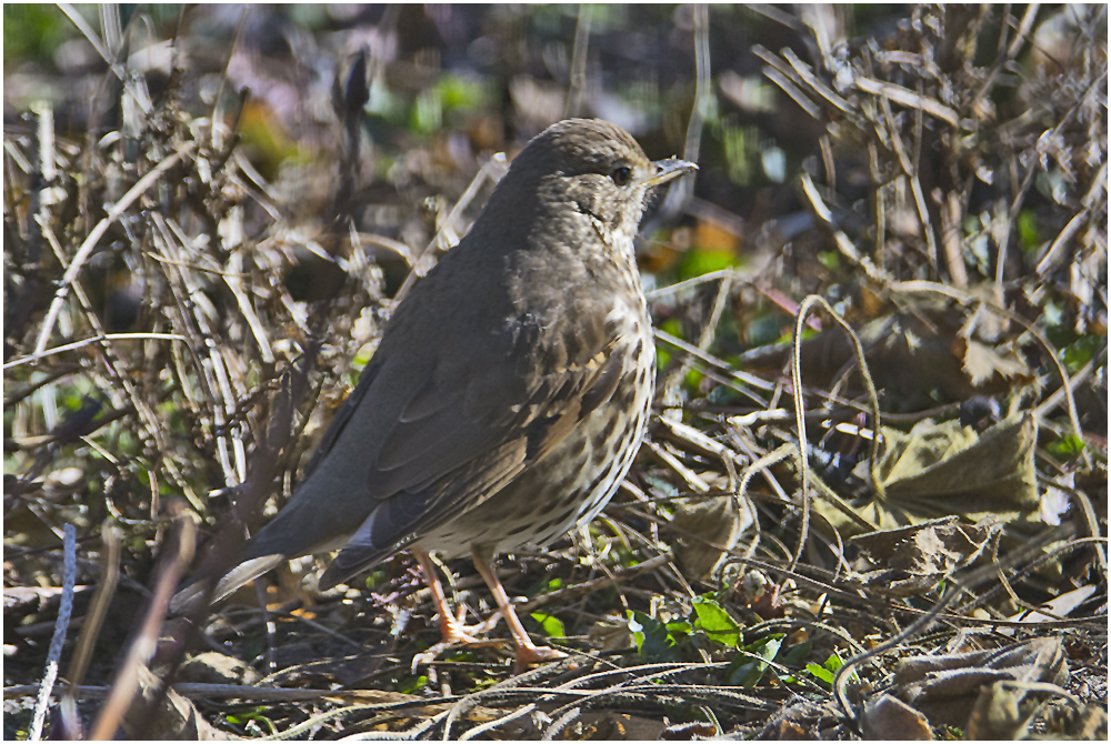 Rückkehrer aus dem Winterquatier (2) - Die Singdrossel (Turdus philomelos)