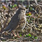 Rückkehrer aus dem Winterquatier (2) - Die Singdrossel (Turdus philomelos)