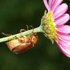 Rücklings auf Entdeckungstour