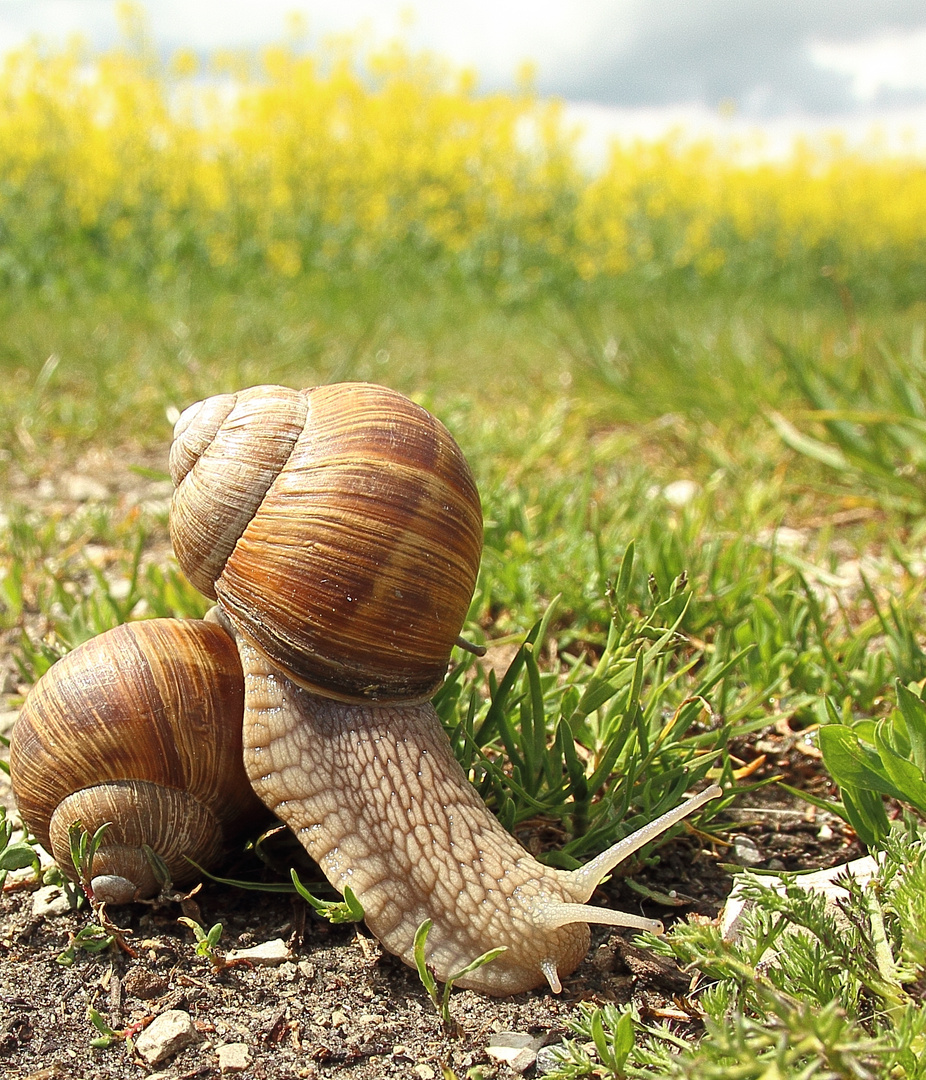 rücksichtslose Weinbergschnecke