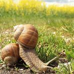 rücksichtslose Weinbergschnecke