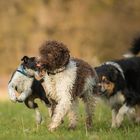 rückt mir von der Pelle, Borderpack!