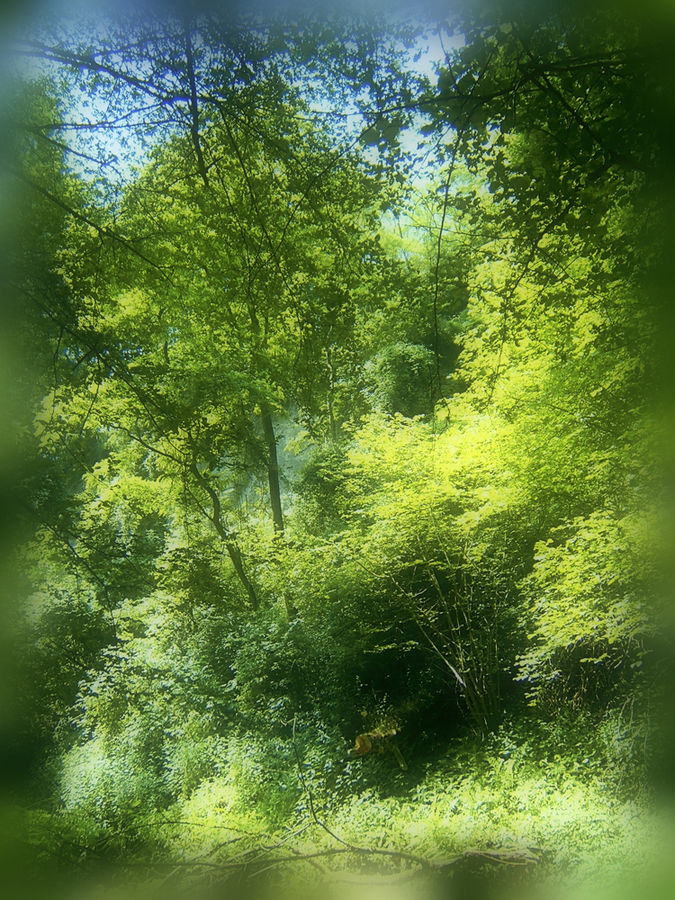 Rückweg aus dem Feenwald