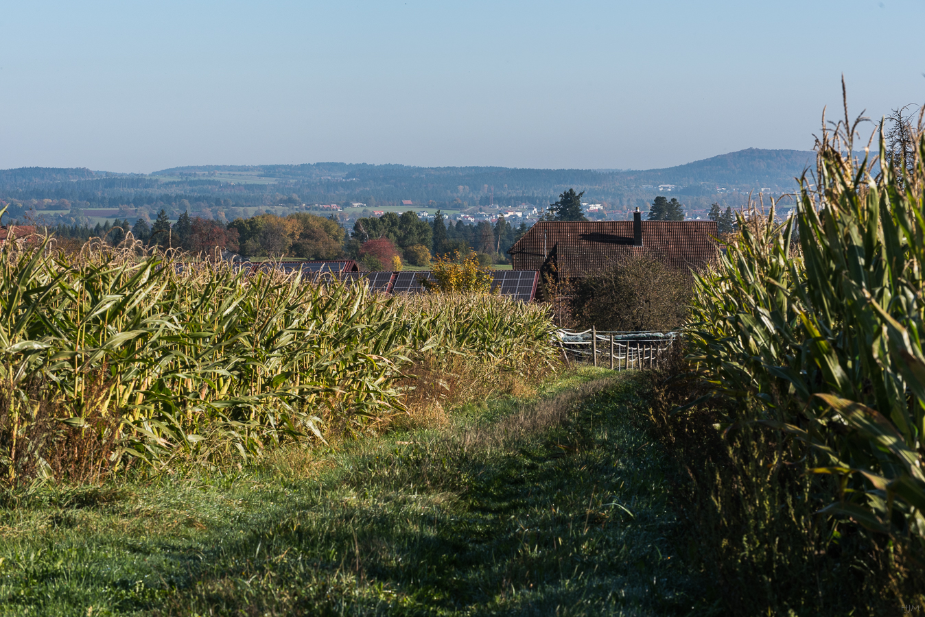 Rückweg zwischen Maisfeldern